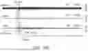 Fig. 22 - ULTRASOUND MODULATION OF BRAIN ACTIVITY