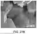 Fig. 41 - SCALABLE SYNTHESIS OF PERIMORPHIC CARBONS