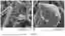 Fig. 49 - SCALABLE SYNTHESIS OF PERIMORPHIC CARBONS