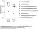 Fig. 01 - ANTIBODIES AGAINST INFLUENZA A VIRUSES