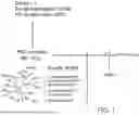 Fig. 02 - ANTIBODIES AGAINST INFLUENZA A VIRUSES