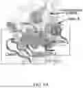 Fig. 17 - ANTIBODIES AGAINST INFLUENZA A VIRUSES