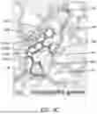 Fig. 19 - ANTIBODIES AGAINST INFLUENZA A VIRUSES