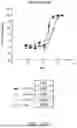 Fig. 39 - ANTIBODIES AGAINST INFLUENZA A VIRUSES