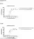 Fig. 07 - NOVEL DARPIN BASED CD33 ENGAGERS