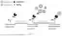 Fig. 02 - CARRIER FOR IMMOBILIZING PROTEIN AND PREPARATION METHOD THEREFOR