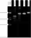 Fig. 01 - POLYMERIC DYES WITH LINKER GROUPS COMPRISING DEOXYRIBOSE