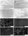Fig. 01 - Synthetic Matrices for Cell Culture, Methods of Making and Use Thereof