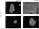 Fig. 08 - Synthetic Matrices for Cell Culture, Methods of Making and Use Thereof