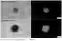 Fig. 41 - Synthetic Matrices for Cell Culture, Methods of Making and Use Thereof