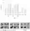 Fig. 02 - BIOFUNGICIDE PRODUCTION BY CONIOCHAETA AND APPLICATION IN CONTROL OF EARLY BLIGHT OF POTATO