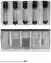Fig. 09 - BIOFUNGICIDE PRODUCTION BY CONIOCHAETA AND APPLICATION IN CONTROL OF EARLY BLIGHT OF POTATO
