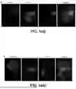 Fig. 07 - IN VITRO GENERATION OF ORGANIZED 3D CELL STRUCTURES INCLUDING HEAD-TRUNK EMBRYO-LIKE STRUCTURES, USING EPIGENETIC REMODELING FACTORS-MICROFLUIDIC PLATFORM SUITABLE FOR THEIR GENERATION