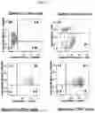 Fig. 02 - MODIFIED STEM CELL MEMORY T CELLS, METHODS OF MAKING AND METHODS OF USING SAME