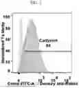Fig. 04 - MODIFIED STEM CELL MEMORY T CELLS, METHODS OF MAKING AND METHODS OF USING SAME