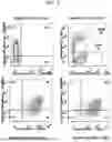 Fig. 05 - MODIFIED STEM CELL MEMORY T CELLS, METHODS OF MAKING AND METHODS OF USING SAME