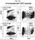Fig. 08 - MODIFIED STEM CELL MEMORY T CELLS, METHODS OF MAKING AND METHODS OF USING SAME