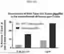Fig. 10 - MODIFIED STEM CELL MEMORY T CELLS, METHODS OF MAKING AND METHODS OF USING SAME