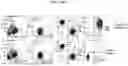 Fig. 16 - MODIFIED STEM CELL MEMORY T CELLS, METHODS OF MAKING AND METHODS OF USING SAME