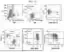 Fig. 18 - MODIFIED STEM CELL MEMORY T CELLS, METHODS OF MAKING AND METHODS OF USING SAME