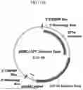 Fig. 22 - MODIFIED STEM CELL MEMORY T CELLS, METHODS OF MAKING AND METHODS OF USING SAME