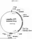 Fig. 23 - MODIFIED STEM CELL MEMORY T CELLS, METHODS OF MAKING AND METHODS OF USING SAME