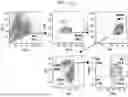 Fig. 28 - MODIFIED STEM CELL MEMORY T CELLS, METHODS OF MAKING AND METHODS OF USING SAME