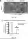 Fig. 03 - STRUCTURALLY COMPLETE ORGANOIDS