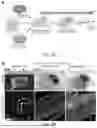 Fig. 06 - STRUCTURALLY COMPLETE ORGANOIDS