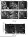 Fig. 07 - STRUCTURALLY COMPLETE ORGANOIDS