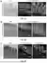 Fig. 08 - STRUCTURALLY COMPLETE ORGANOIDS
