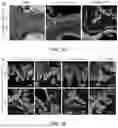 Fig. 09 - STRUCTURALLY COMPLETE ORGANOIDS