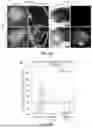 Fig. 30 - STRUCTURALLY COMPLETE ORGANOIDS