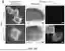 Fig. 32 - STRUCTURALLY COMPLETE ORGANOIDS