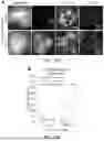 Fig. 34 - STRUCTURALLY COMPLETE ORGANOIDS