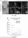 Fig. 37 - STRUCTURALLY COMPLETE ORGANOIDS