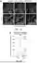 Fig. 40 - STRUCTURALLY COMPLETE ORGANOIDS