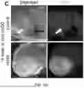 Fig. 45 - STRUCTURALLY COMPLETE ORGANOIDS