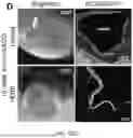 Fig. 46 - STRUCTURALLY COMPLETE ORGANOIDS