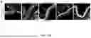 Fig. 47 - STRUCTURALLY COMPLETE ORGANOIDS