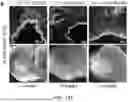 Fig. 48 - STRUCTURALLY COMPLETE ORGANOIDS