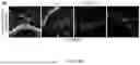 Fig. 49 - STRUCTURALLY COMPLETE ORGANOIDS
