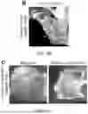 Fig. 50 - STRUCTURALLY COMPLETE ORGANOIDS