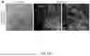 Fig. 52 - STRUCTURALLY COMPLETE ORGANOIDS