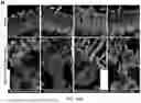 Fig. 53 - STRUCTURALLY COMPLETE ORGANOIDS