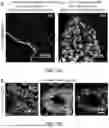 Fig. 55 - STRUCTURALLY COMPLETE ORGANOIDS