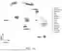 Fig. 02 - VASCULARIZED ORGANOIDS