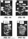 Fig. 02 - Modified Luciferases