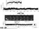 Fig. 05 - Modified Luciferases