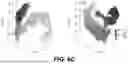 Fig. 12 - Modified Luciferases
